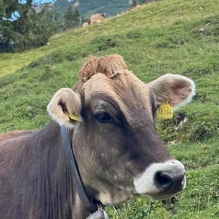 Mountain Oberjoch - Allgaeu